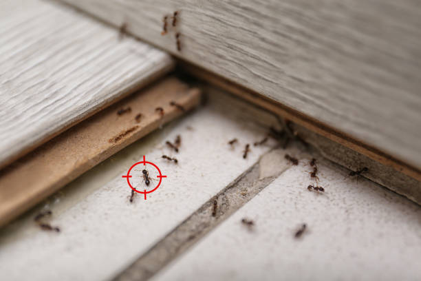 Best Wasp Removal Services  in Phillipsburg, GA