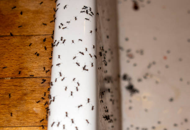 Best Pest Removal Services  in Phillipsburg, GA