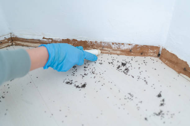 Best Pest Inspection Near Me  in Phillipsburg, GA